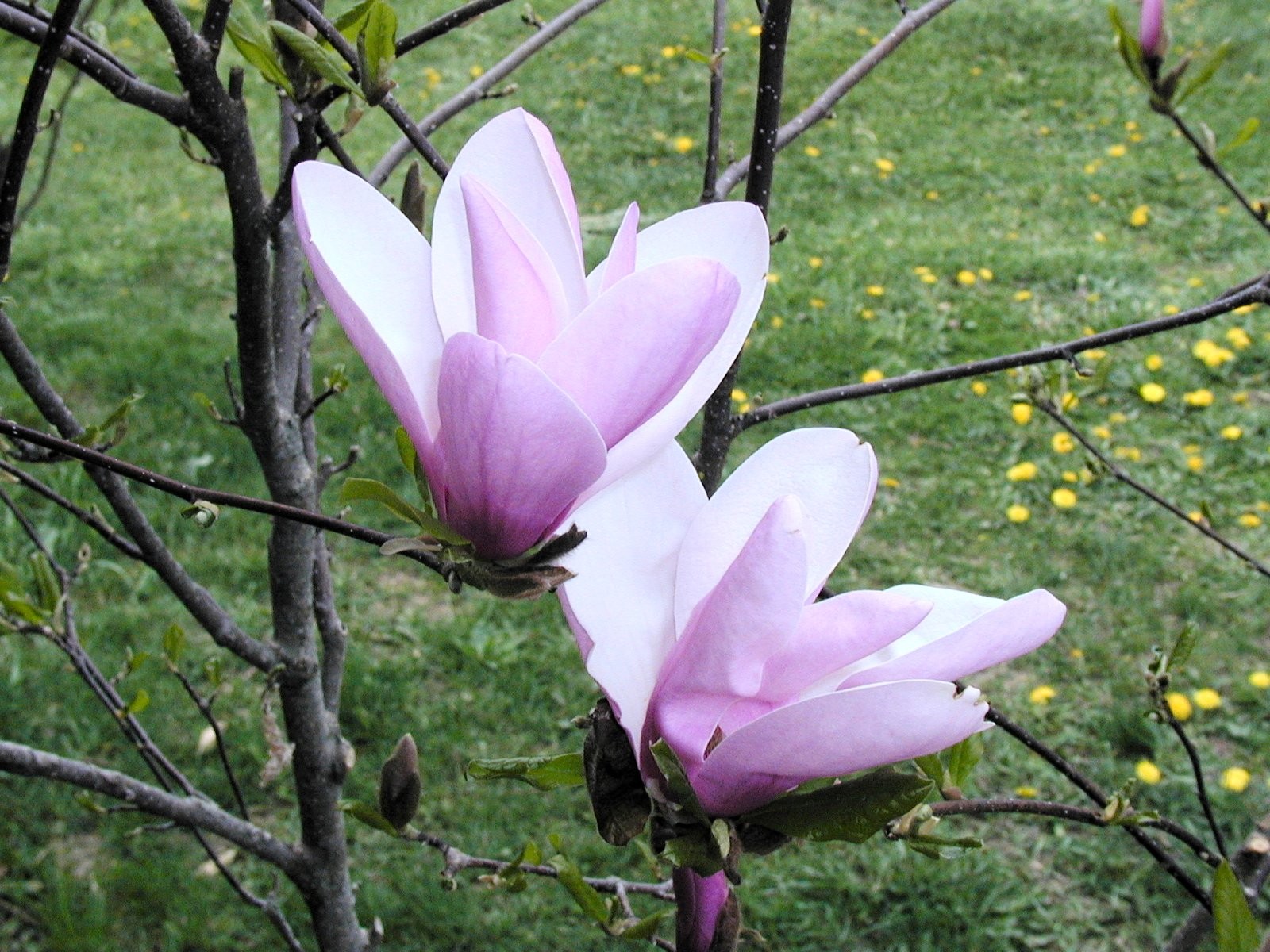 200105061742 Magnolia Tree (Magnolia L.) Flower - Isabella Co, MI.JPG